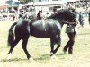 Deckhengst Goodfellows Wizard (Welsh-Cob (Sek. D), 1978, von Parc Brigadier)