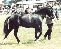 stallion Goodfellows Wizard (Welsh-Cob (Sek. D), 1978, from Parc Brigadier)