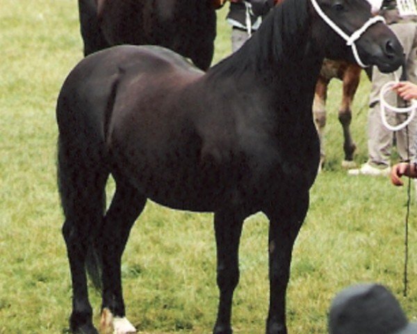 broodmare Cascob Cardi Lady (Welsh-Cob (Sek. D), 1988, from Hewid Cardi)