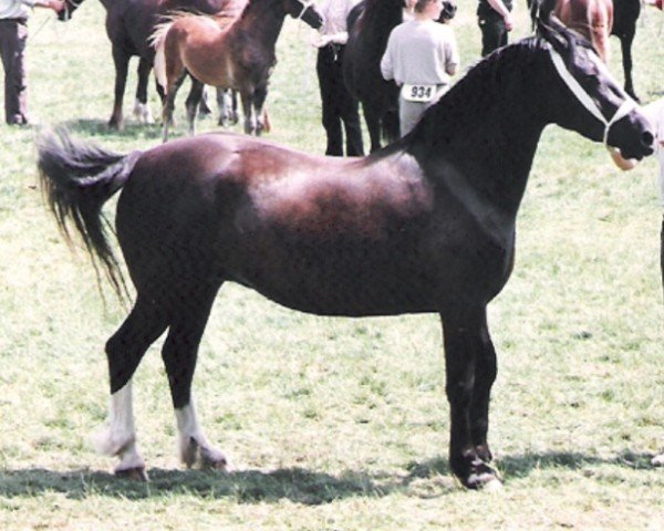 broodmare Cascob Favourite (Welsh-Cob (Sek. D), 1979, from Meiarth Welsh King)