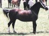 Zuchtstute Cascob Favourite (Welsh-Cob (Sek. D), 1979, von Meiarth Welsh King)