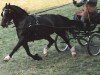 Zuchtstute Cascob Delight (Welsh-Cob (Sek. D), 1982, von Nebo Dafydd)