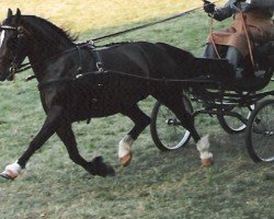 Zuchtstute Cascob Delight (Welsh-Cob (Sek. D), 1982, von Nebo Dafydd)