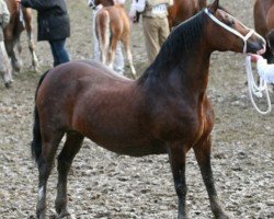 Zuchtstute Ring Danielle (Welsh-Cob (Sek. D), 1997, von Nebo Daniel)