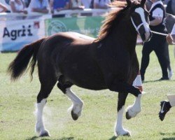 Zuchtstute Ring Rosebud (Welsh-Cob (Sek. D), 2007, von Gwynfaes Culhwch)