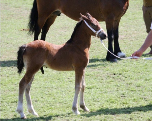 Springpferd Ring Hooch (Welsh-Cob (Sek. D), 2014, von Cascob Jack Flash)