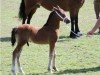 Springpferd Ring Hooch (Welsh-Cob (Sek. D), 2014, von Cascob Jack Flash)