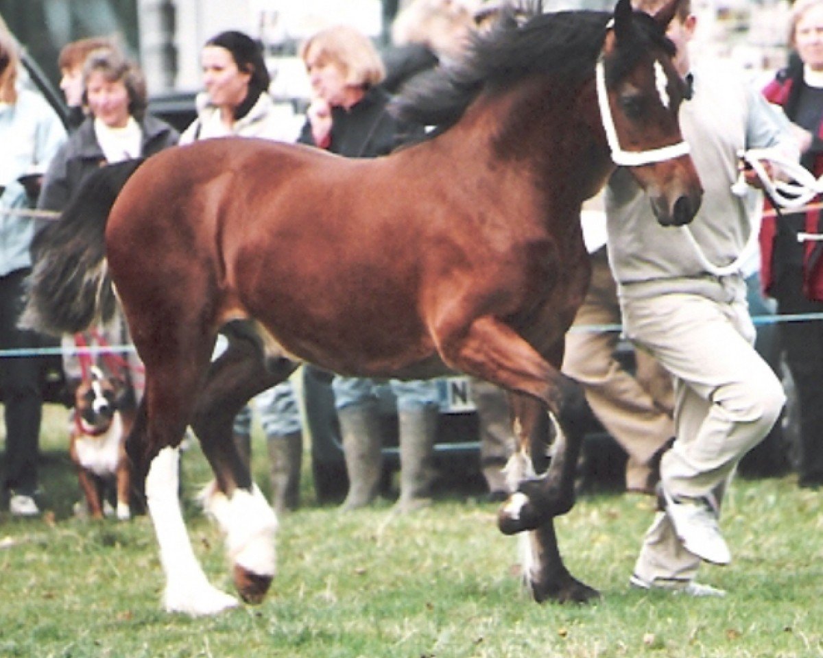 Deckhengst Cascob Jack Flash (Welsh-Cob (Sek. D), 2005, von Trevallion Temeraire)