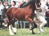 stallion Cascob Jack Flash (Welsh-Cob (Sek. D), 2005, from Trevallion Temeraire)