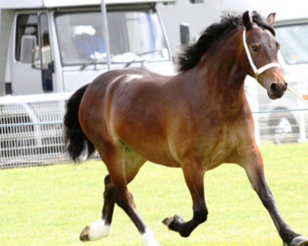 horse Tireve Cara (Welsh-Cob (Sek. D), 2011, from Cascob Jack Flash)