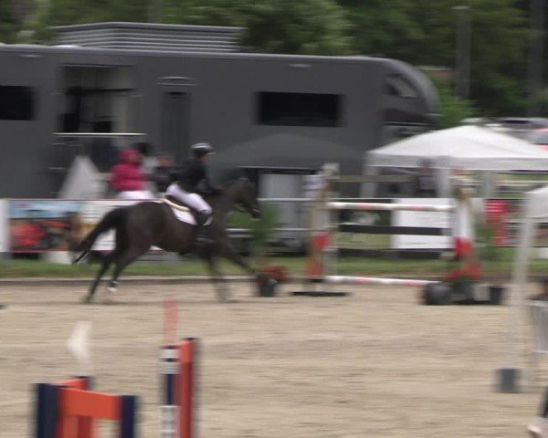 Reitturnier Langenfeld 2024