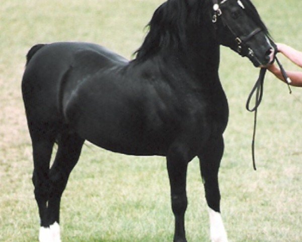 stallion Tireve Tywysoges Ddu (Welsh-Cob (Sek. D), 1985, from Nebo Prince)