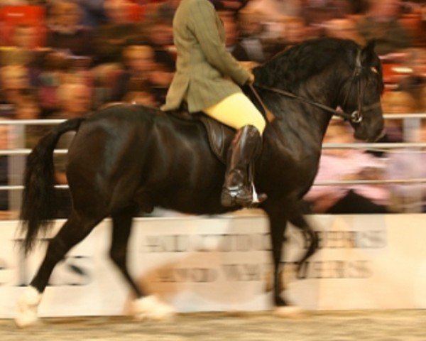 horse Dyrfal Tywysog Du (Welsh-Cob (Sek. D), 2003, from Tireve Tywysog Du)