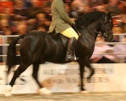 Pferd Dyrfal Tywysog Du (Welsh-Cob (Sek. D), 2003, von Tireve Tywysog Du)