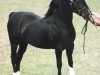 stallion Tireve Tywysog Du (Welsh-Cob (Sek. D), 1985, from Nebo Prince)