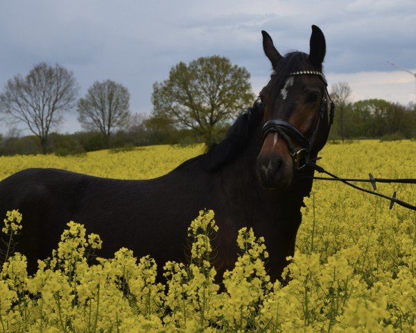 Dressurpferd Karlson (Deutsches Reitpony, 2020, von Casper)