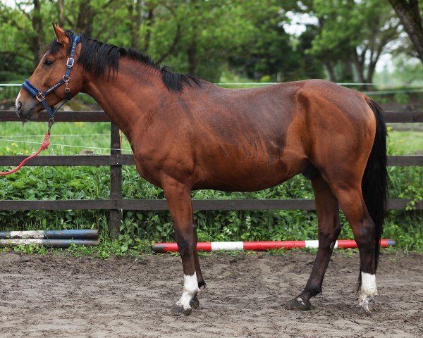 stallion Korall (Estonian Sport, 2015, from Kontador v.d. Doorndonkhoeve)