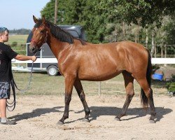 broodmare Karona (Estonian Sport, 2020, from Korall)