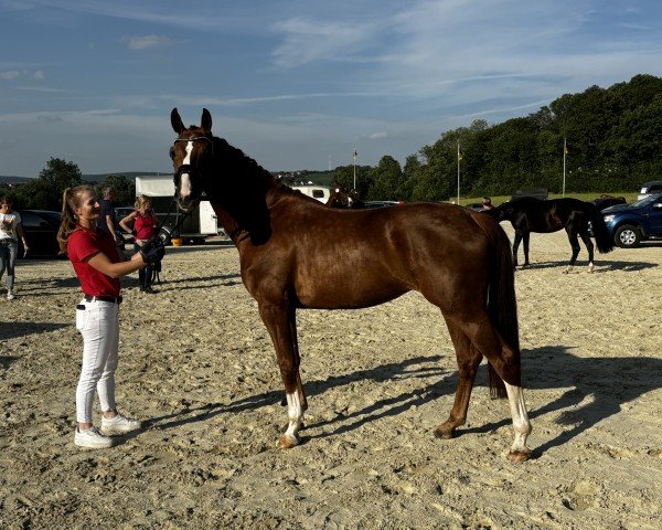 dressage horse Stute von Sir Heinrich / Jazz Rubin (Westphalian, 2021, from Sir Heinrich OLD)