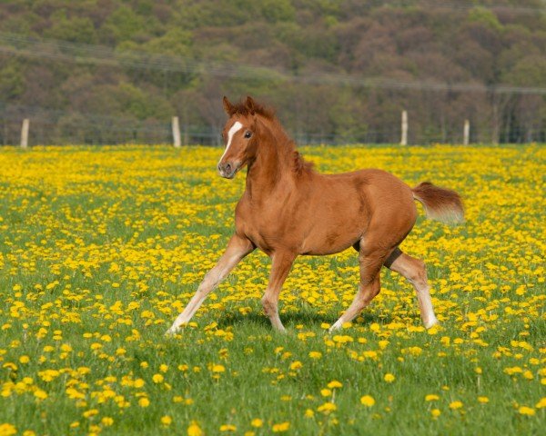 Dressurpferd Stute von Hesselteichs Golden Dream / FS Champion de Luxe (Deutsches Reitpony, 2023, von HET Golden Dream)