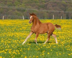 dressage horse Stute von Hesselteichs Golden Dream / FS Champion de Luxe (German Riding Pony, 2023, from HET Golden Dream)