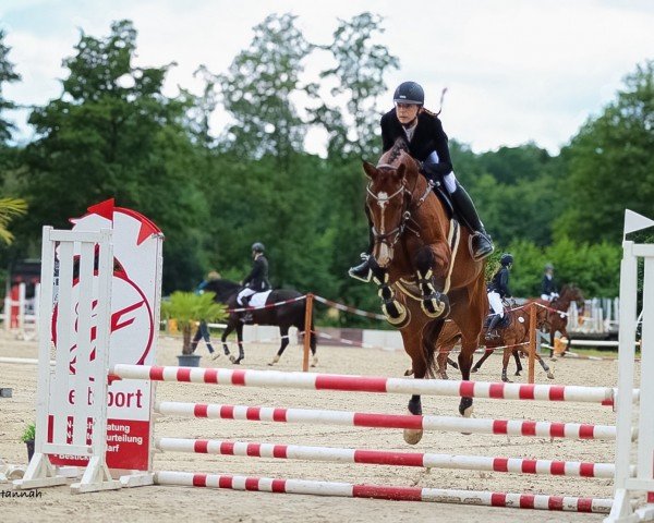 jumper Call me Sunny Moon (Mecklenburg, 2018, from Calisto Ksh)