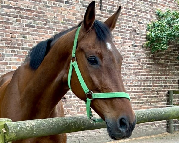 jumper Calinee (Oldenburg, 2011, from Ciacomo)