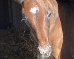 Fohlen von Leonora (Oldenburger, 2024, von La Vie)