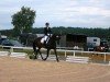 dressage horse Ravenna (Oldenburg, 2000, from Rubinstein I)