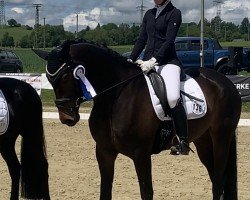 dressage horse O'Hara-Dine Verébus (Swedish Warmblood, 2019, from Glock's Taminiau)