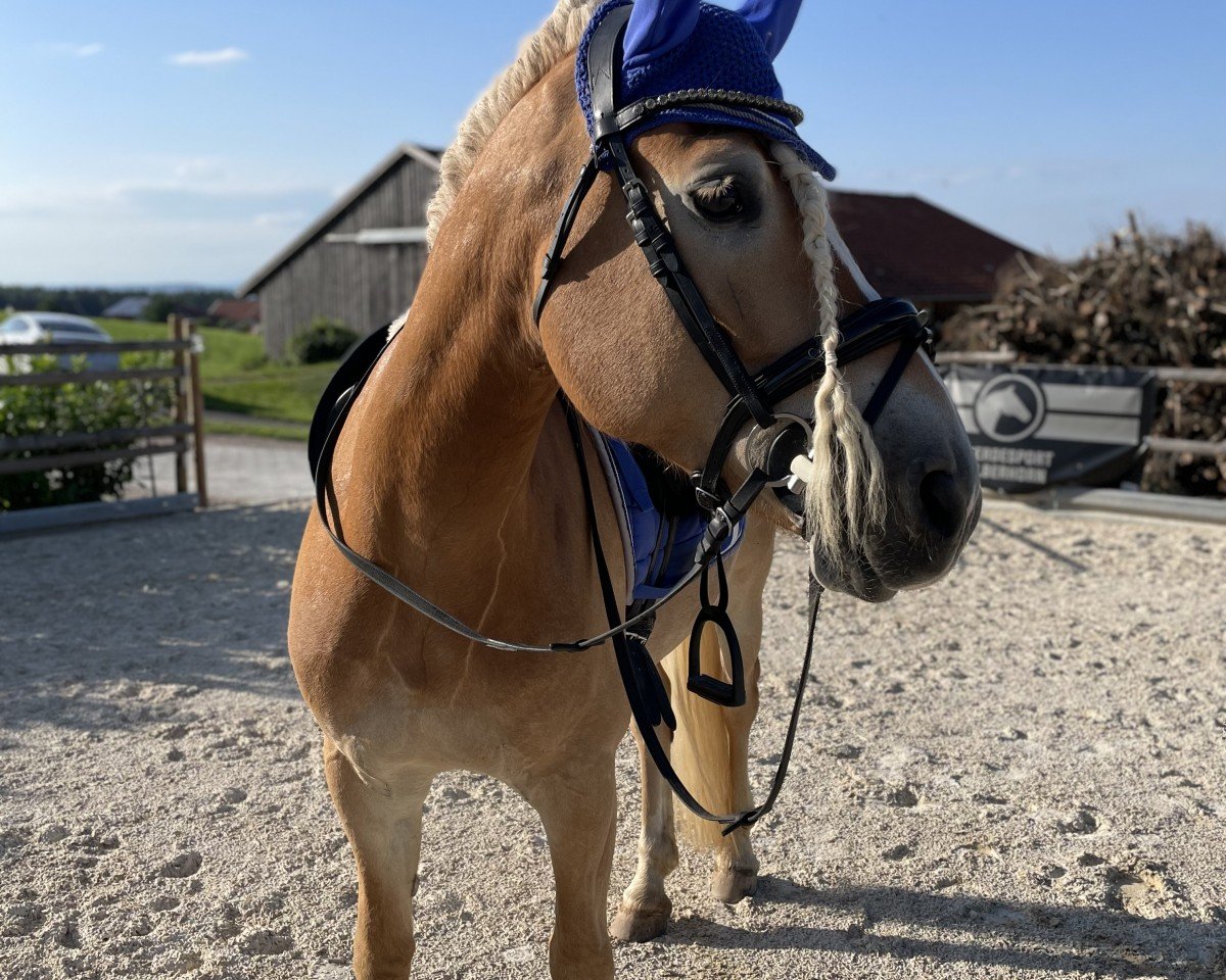 dressage horse Sternprinz 4 (Edelbluthaflinger, 2016, from Stale)