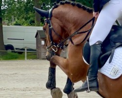 dressage horse Holsteins Havanero (German Riding Pony, 2016, from Holsteins Happyness)