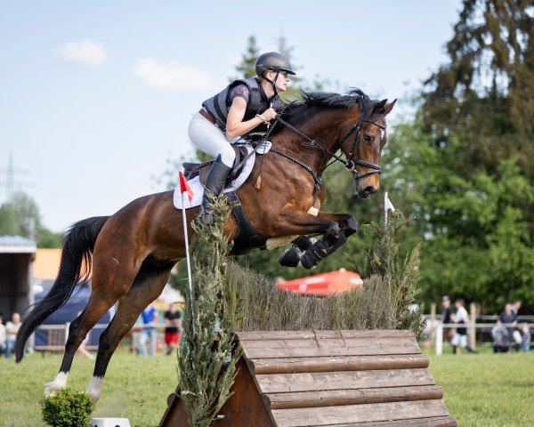 jumper Grover (Hanoverian, 2017, from Grey Top)