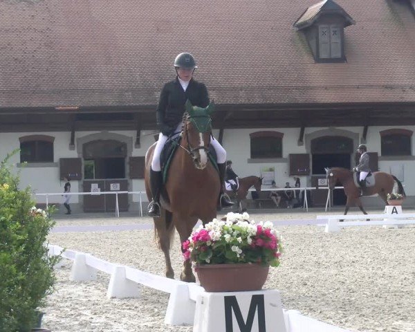 Reitturnier Avenches 2024