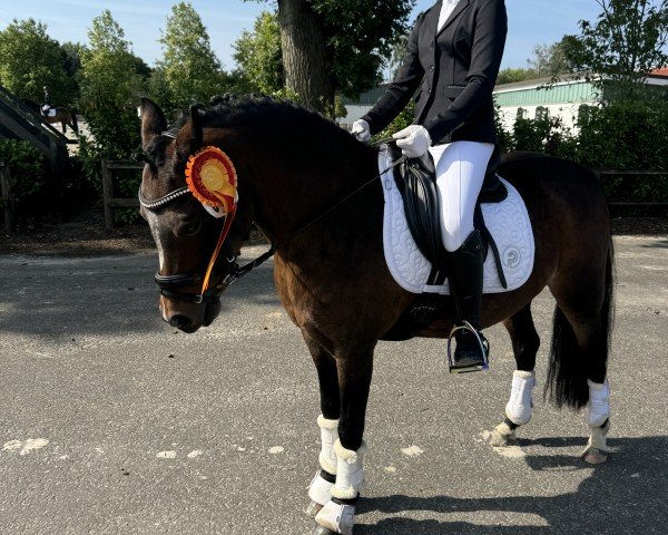 dressage horse Haandpaol's Amirah (Welsh, 2013, from Willow Tree's Amigo)