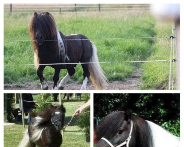 Deckhengst Strathlene Quadrille (Shetland Pony (unter 87 cm), 2004, von North Wells little Fella)