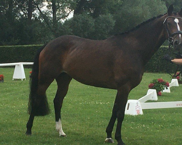 broodmare Dawina S (Westphalian, 2016, from DeLorean)