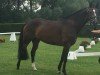 broodmare Dawina S (Westphalian, 2016, from DeLorean)