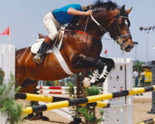 stallion Fabio I (Holsteiner, 1982, from Fernando I)