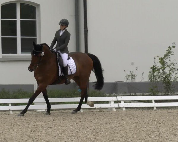 Reitturnier Avenches 2024