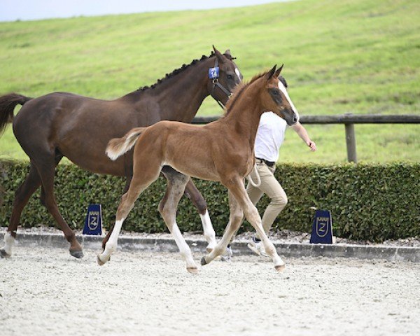 foal by Akin Z (Zangersheide riding horse, 2024, from Aganix du Seigneur)