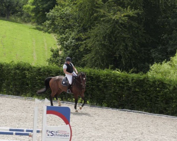 Reitturnier Margarethenhof / Beckingen 2024