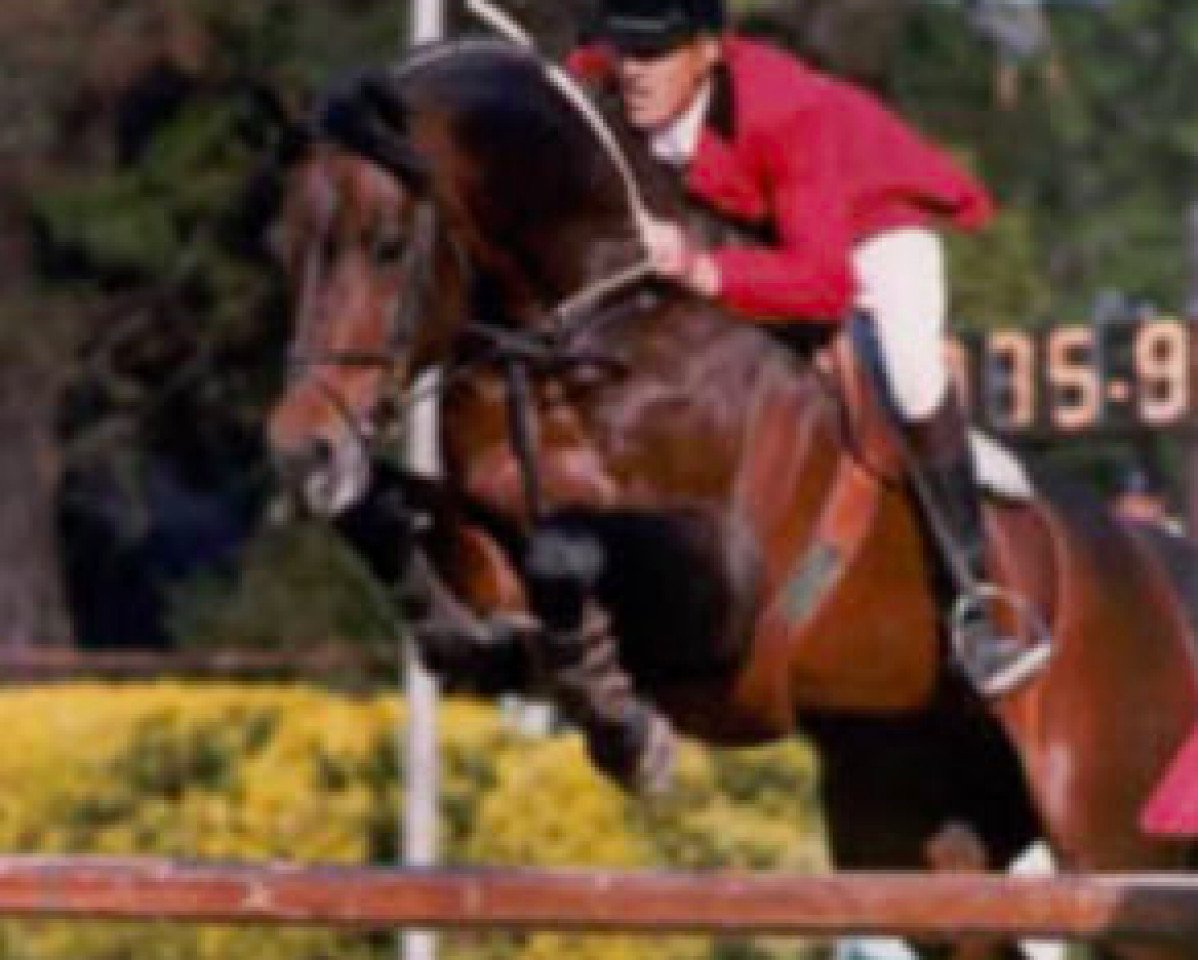 Deckhengst Landlord Z (Holsteiner, 1984, von Landgraf I)
