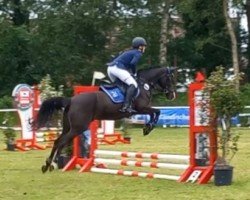 dressage horse Valeria PL (German Riding Pony, 2002, from Valido)