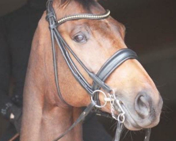 dressage horse Van Gogh 50 (Trakehner, 2005, from Hofrat)