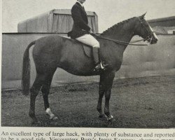 horse Irish Fashion AA (Anglo-Arabs, 1952, from Farhan ox)