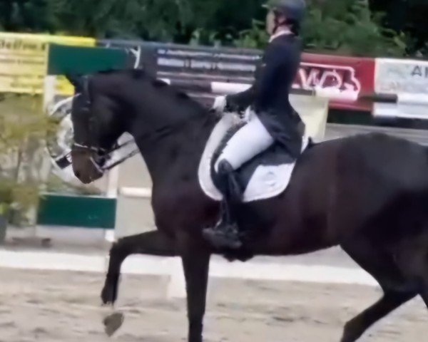 dressage horse Sky Fall S (Rhinelander, 2009, from San Amour I)