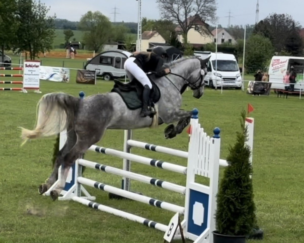 Springpferd Caspar Odi (Holsteiner, 2018, von Cellestial)