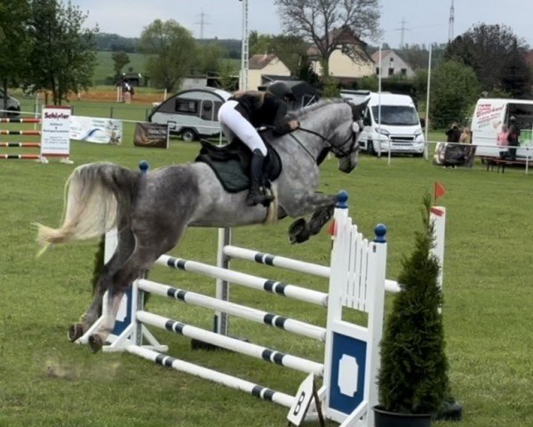 jumper Caspar Odi (Holsteiner, 2018, from Cellestial)