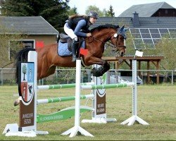 jumper Bingo Boy Z (Zangersheide riding horse, 2013, from Bisquet Balou C)